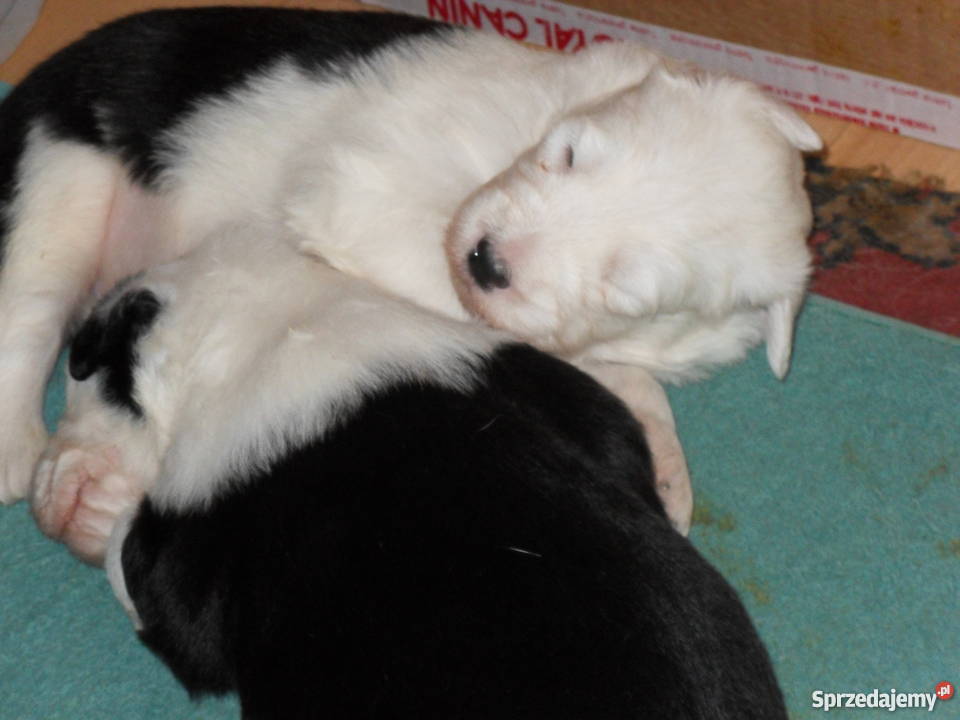 Owczarek Staroangielski Bobtail Nowa Sól