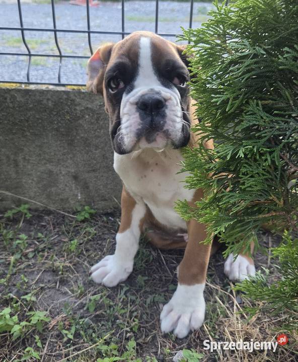 Bokser szczenięta Dominowo