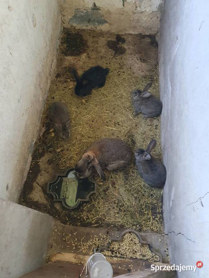 Sprzedam samice z młodymi Konopiska