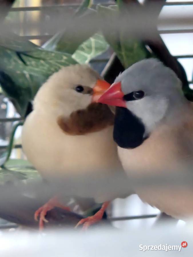 Amadyna ostrosterna Szczecin