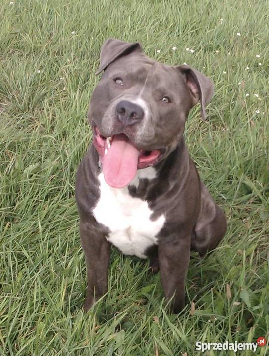 American Staffordshire Terrier BlueBłękitny Grudziądz