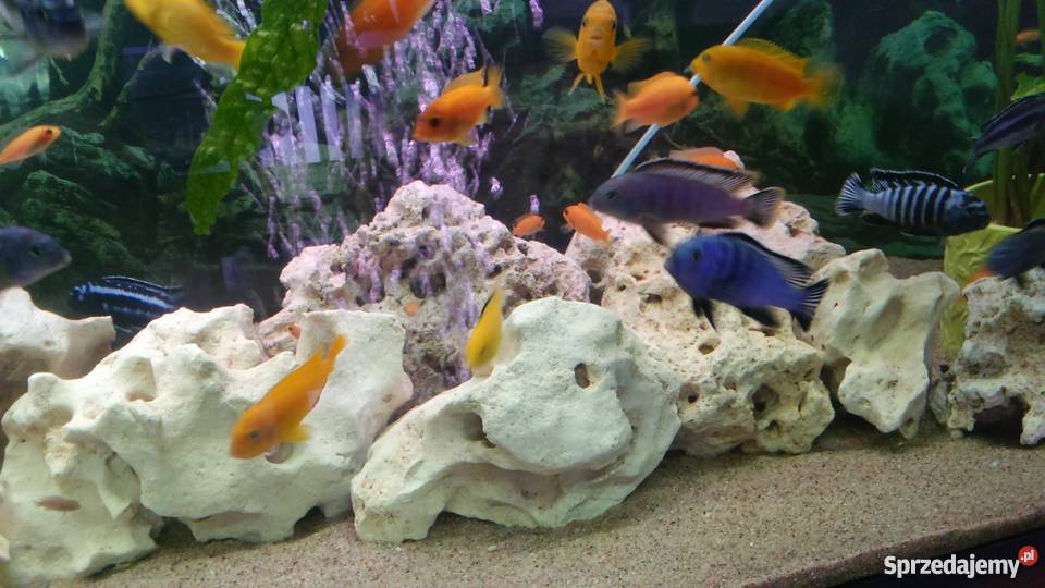 Sprzedam akwarium 375l warmińsko-mazurskie Giżycko