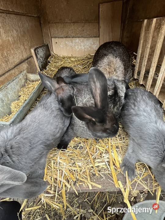 Królik samiczki Dębowo