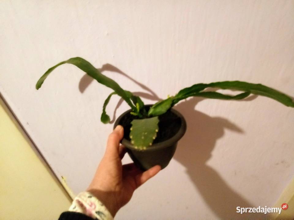 Epifilium Epiphyllum Ackermanii Sukulenty