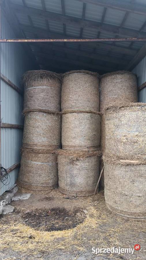 Siano w belach kiszonka z kończyny Jędrzejów sprzedam