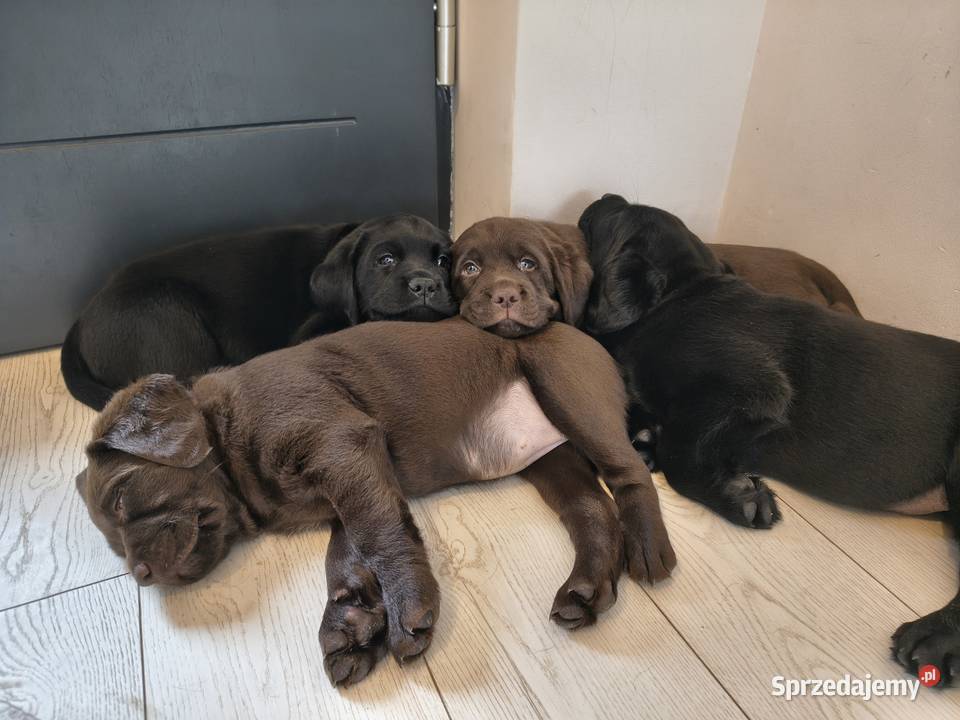 Śliczne suczki Labrador retriever Rodzice FCi i Niepołomice