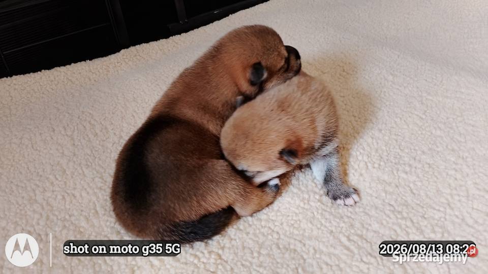 Rezerwacje na dwoje szczeniąt rasy Shiba Inu Zwierzęta
