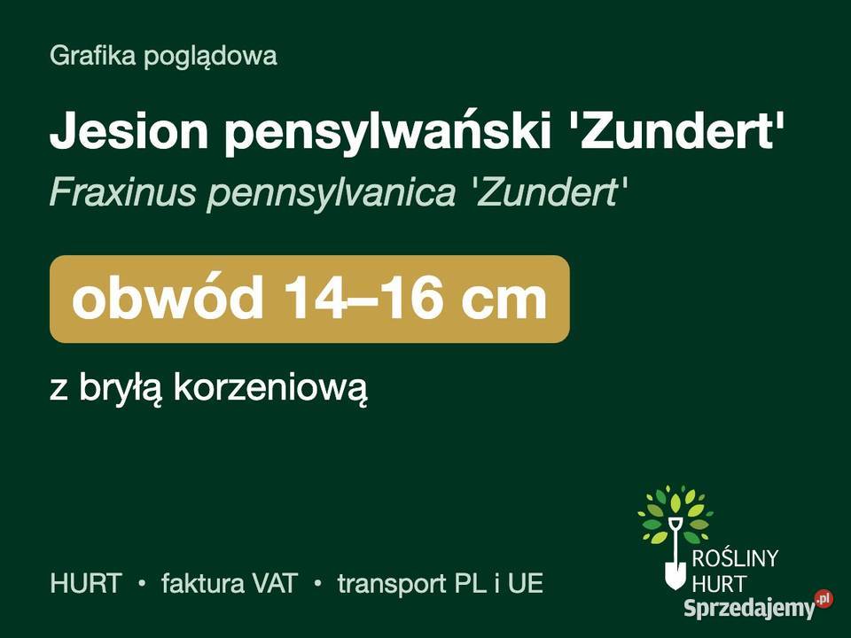 Jesion pensylwański Zundert obwód 1416 z bryłą