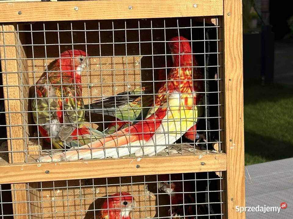 Sprzedam papugi wielkopolskie Pawłowice