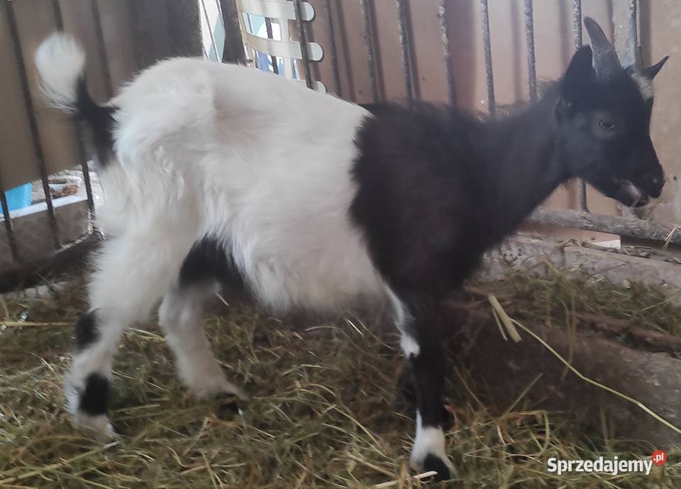 Sprzedam koziołka Czerśl