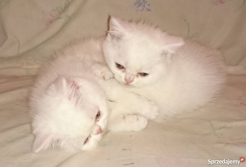 kocieta perskie biale Piaseczno