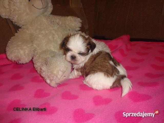 Szczenięta Shih Tzu Głogów dolnośląskie Gaworzyce