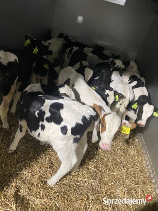 Sprzedam byczki Radzyń Podlaski sprzedam