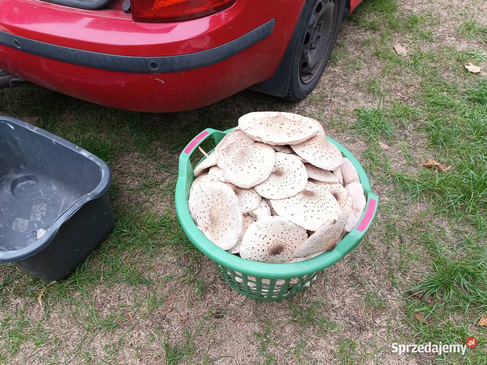 Grzyby kanie Kuchnie świata Celestynów