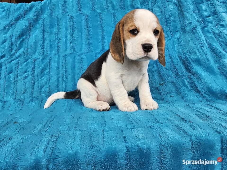 Szczeniaki beagle Polesie
