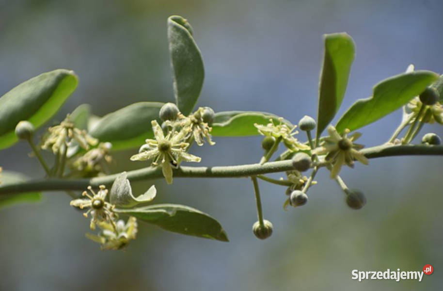 BALANITES ROXBURGHII Balanites roxburghii Lubanie