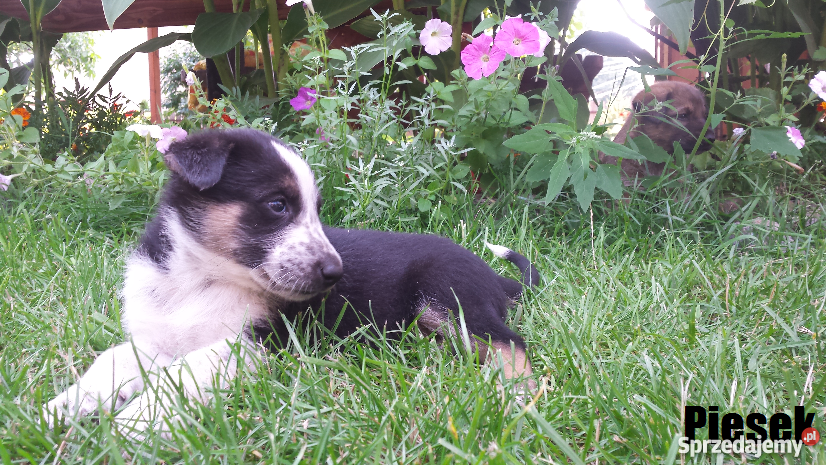 Psy szczeniaki 5 tygodni Odrobaczone Krzątka sprzedam