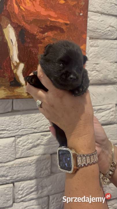 Szpic miniaturowy pomeranian boy Poniszowice