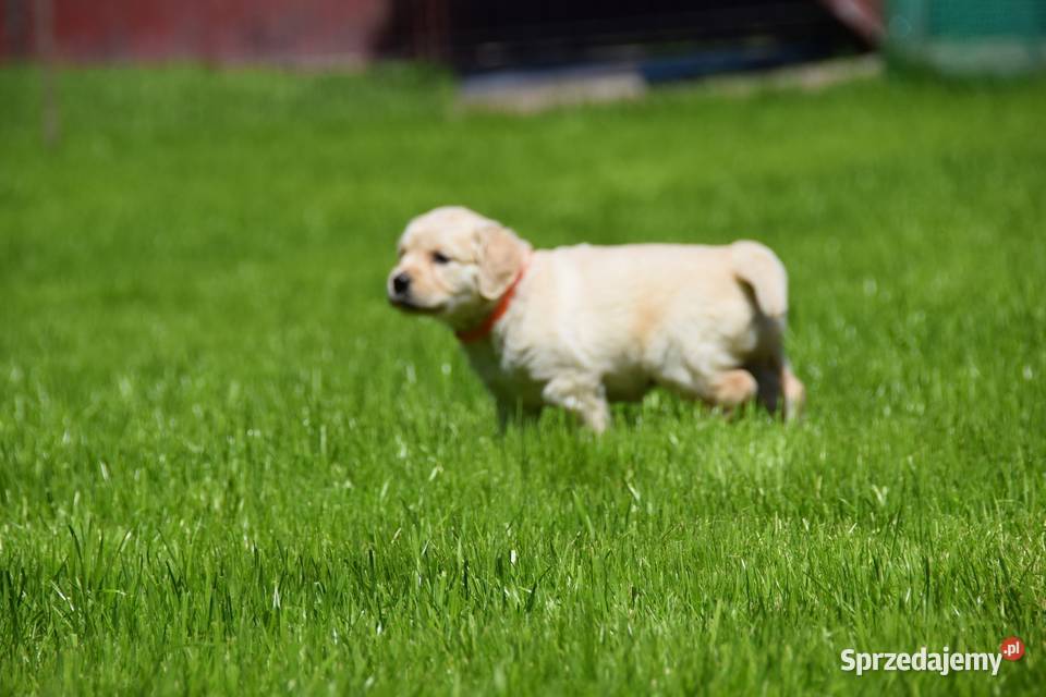 Szczenięta golden retriever ZKWP FCI Łochów sprzedam