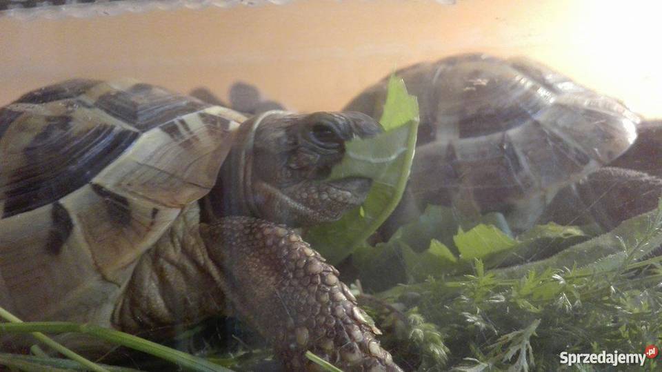 Żółwie greckie terrarium z oświetleniem śląskie Gliwice