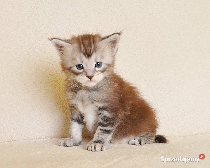 Sliczny kocurek z Rodowodem WCFPZF Legalna Białystok