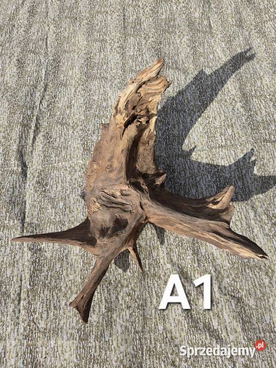 Korzeń ozdobny Pozostałe lubuskie sprzedam