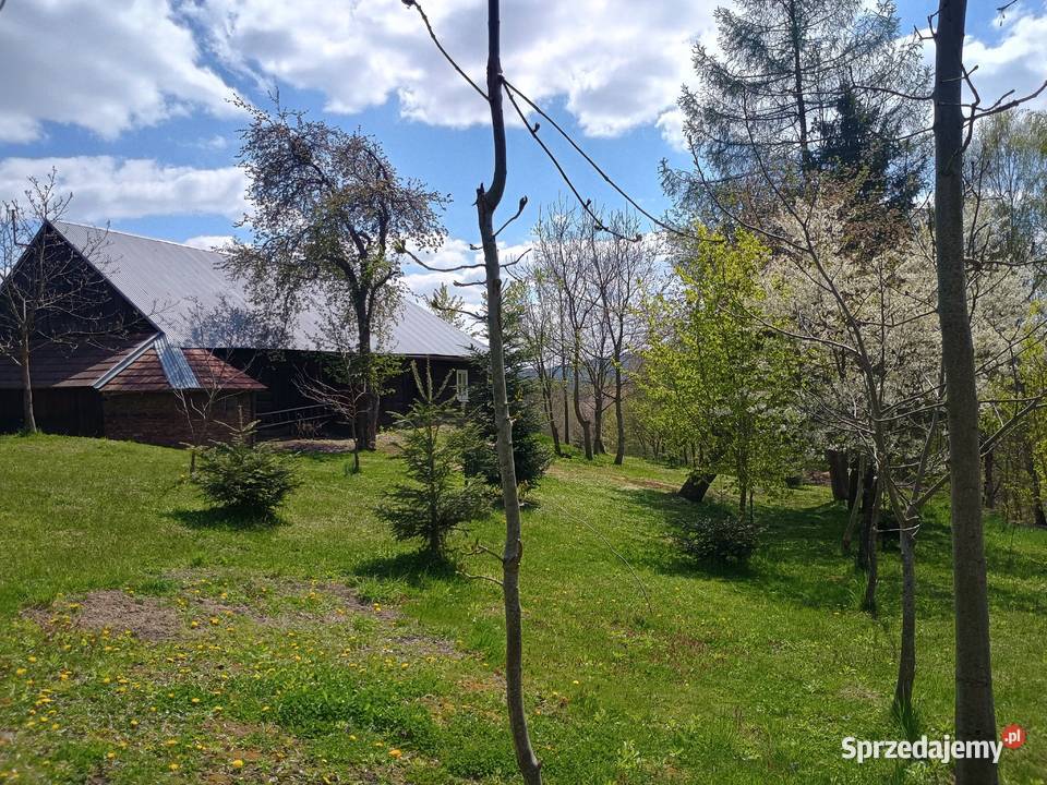 Dom drewniany do zamieszkania działka 24ary