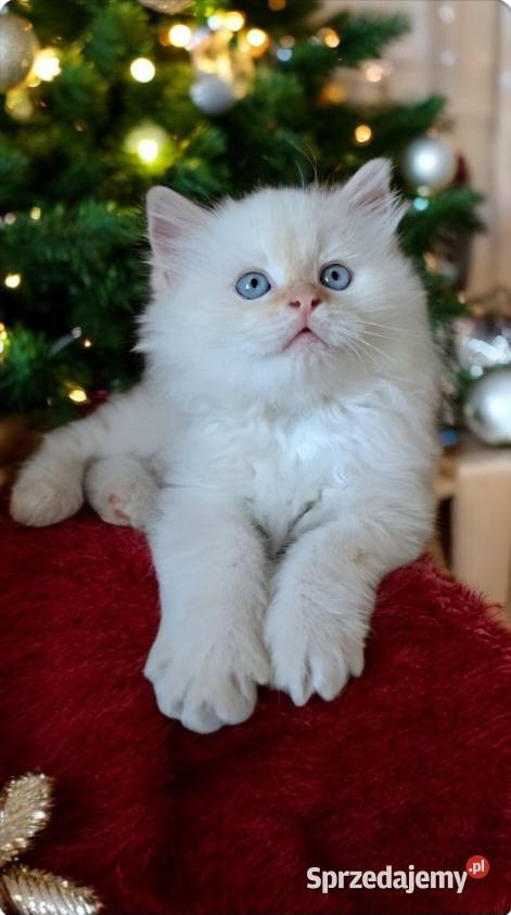 Kocur neva masquerade kot syberyjski Chrząstowice