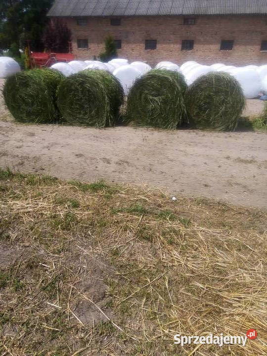 Sianokiszonka z lucerny Bądkowo