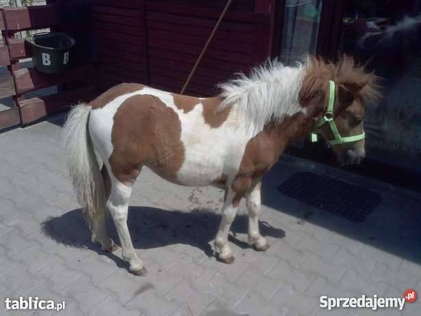 SPRZEDAM KUCYKA łódzkie Słowik