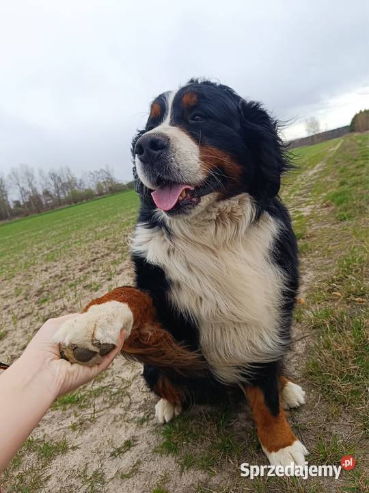 Berneński Pies Pasterski podkarpackie