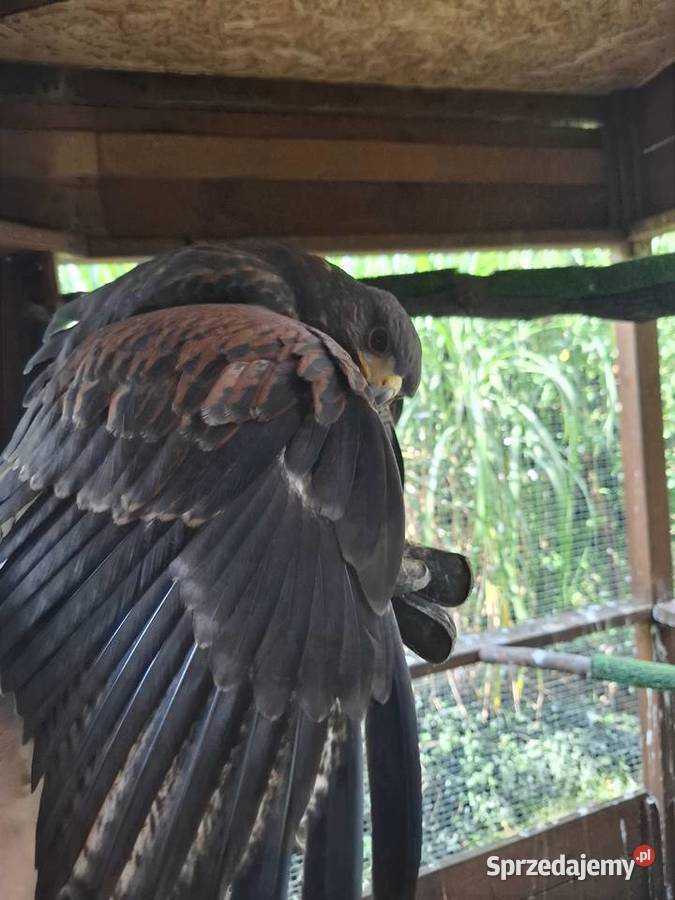 Jastrząb Harrisa 2025 Nieborowice