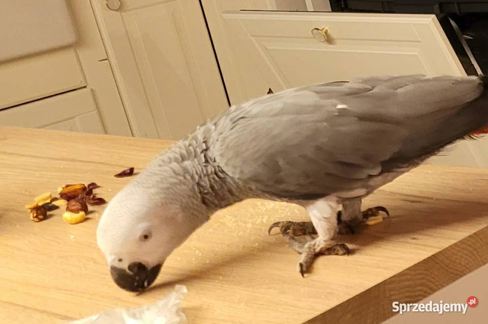 Papuga żako samiec sprzedam