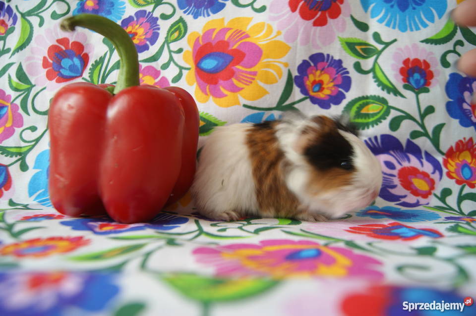 Świnka morska RASOWA długowłosa Sheltie 100 3 Żnin