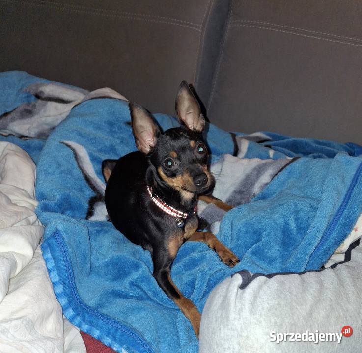 Pies pinczer minuatura Jasło sprzedam