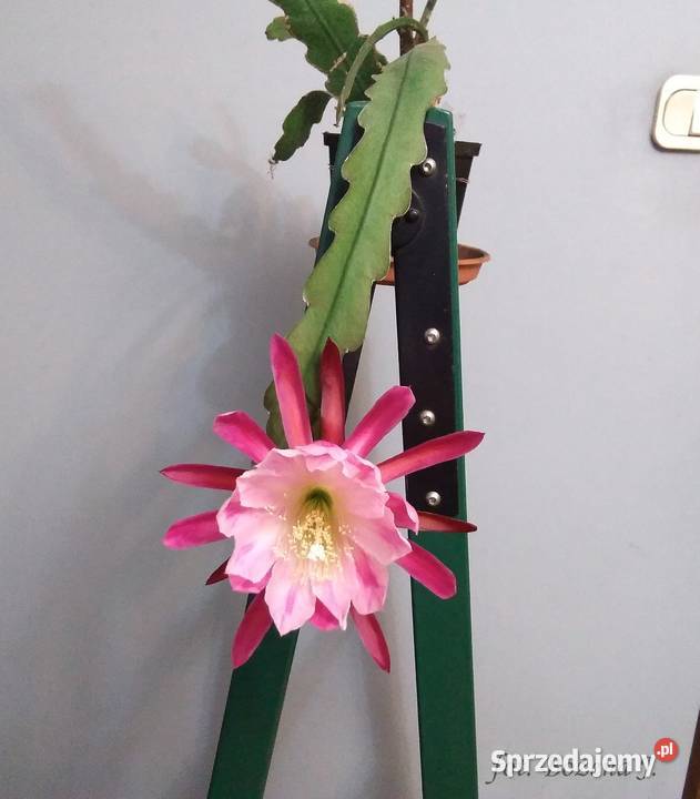 Epiphyllum epifilum ND kaktus NOWOŚĆ