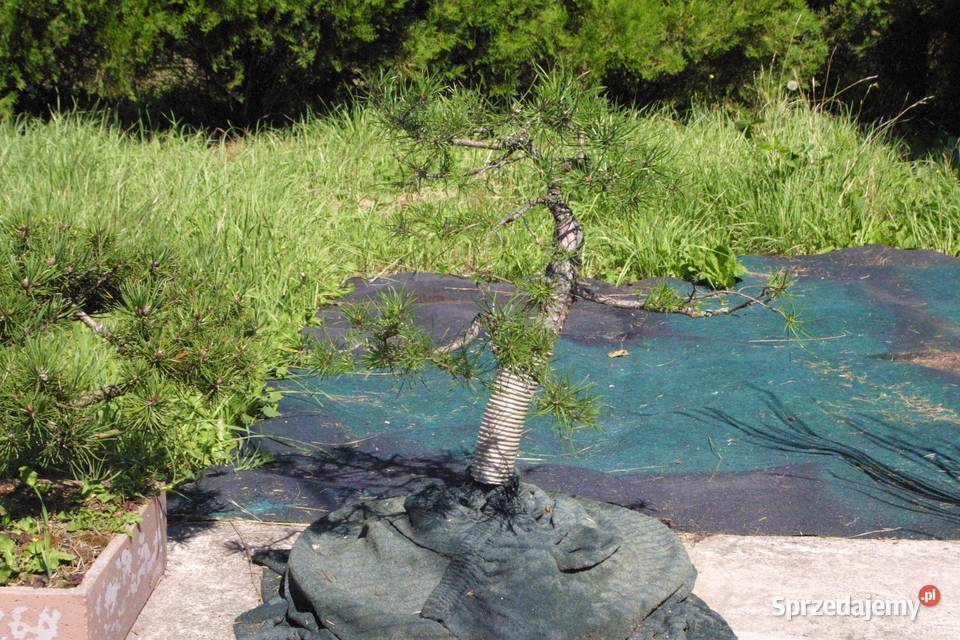 Bonsai Sosna 60 ponad 30 letnia