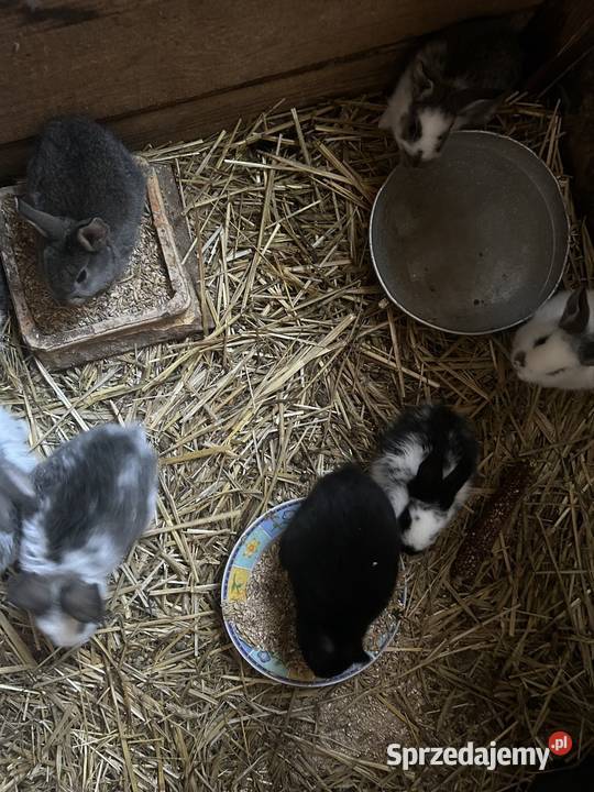 Sprzedam króliki Turek