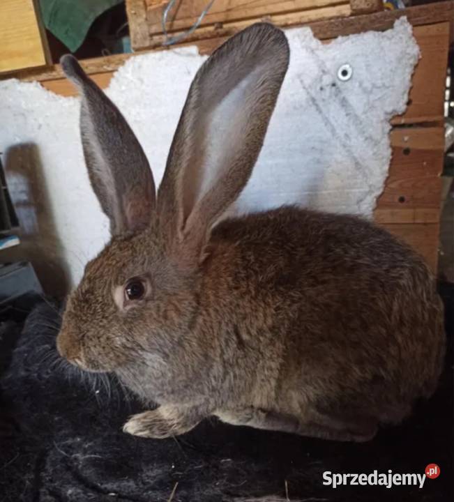 Króliki Belgijskie Bos Olbrzymy Uników sprzedam
