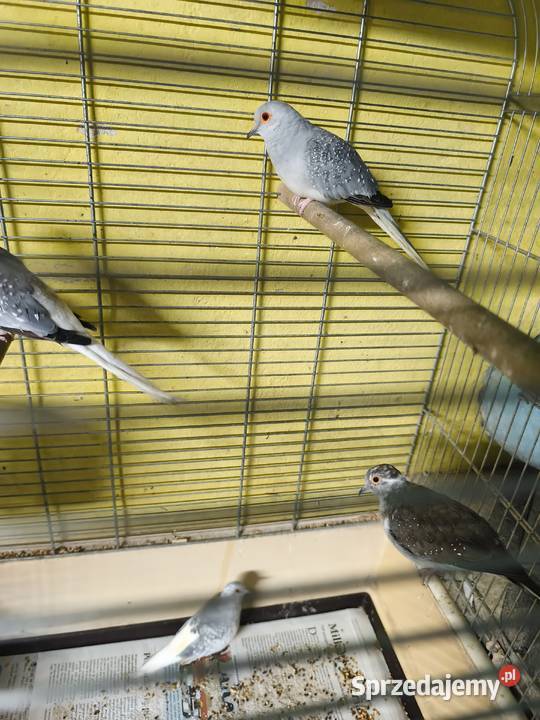 Gołąbki diamentowe Ptaki Poznań