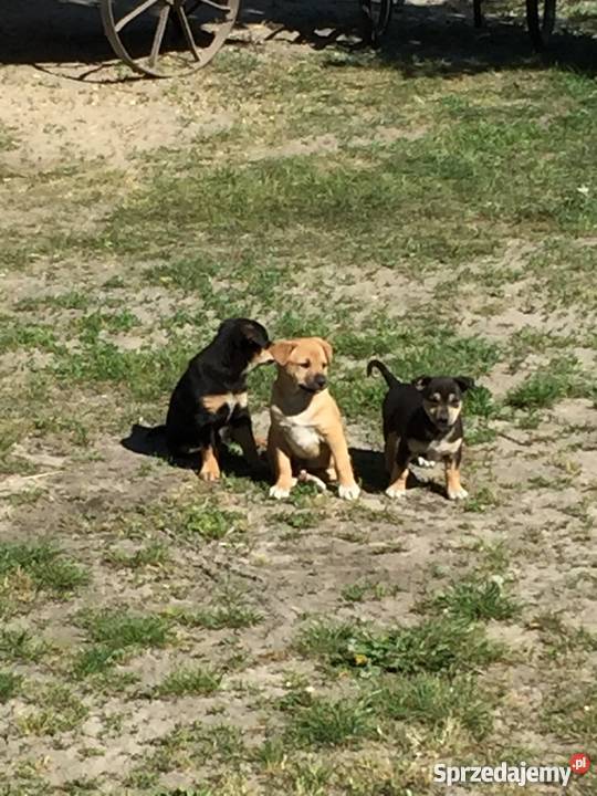 Szczeniaki kundle Pozostałe Władysławów