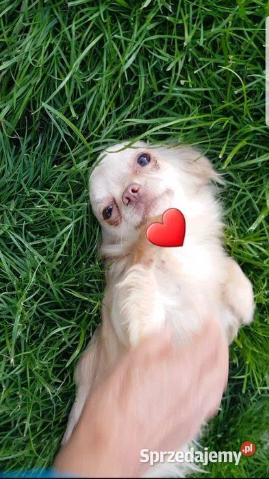 Chihuahua sunia długowłosa FCI Łódź