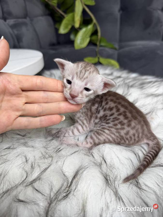 Czekoladowa samica Savannah F6 małopolskie Kraków