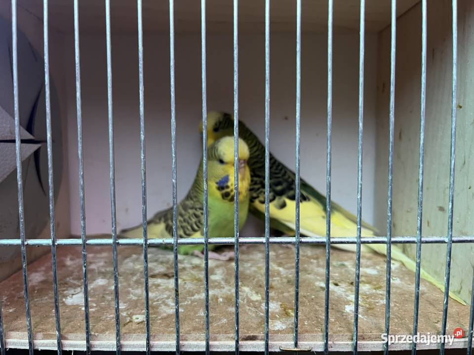 Papugi faliste Wpf dolnośląskie Zachowice