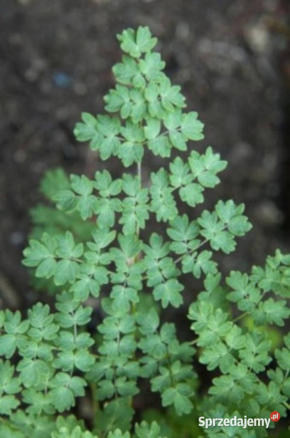 RUTEWKA MNIEJSZA Adiantifolium sadzonki w kujawsko-pomorskie Ustronie