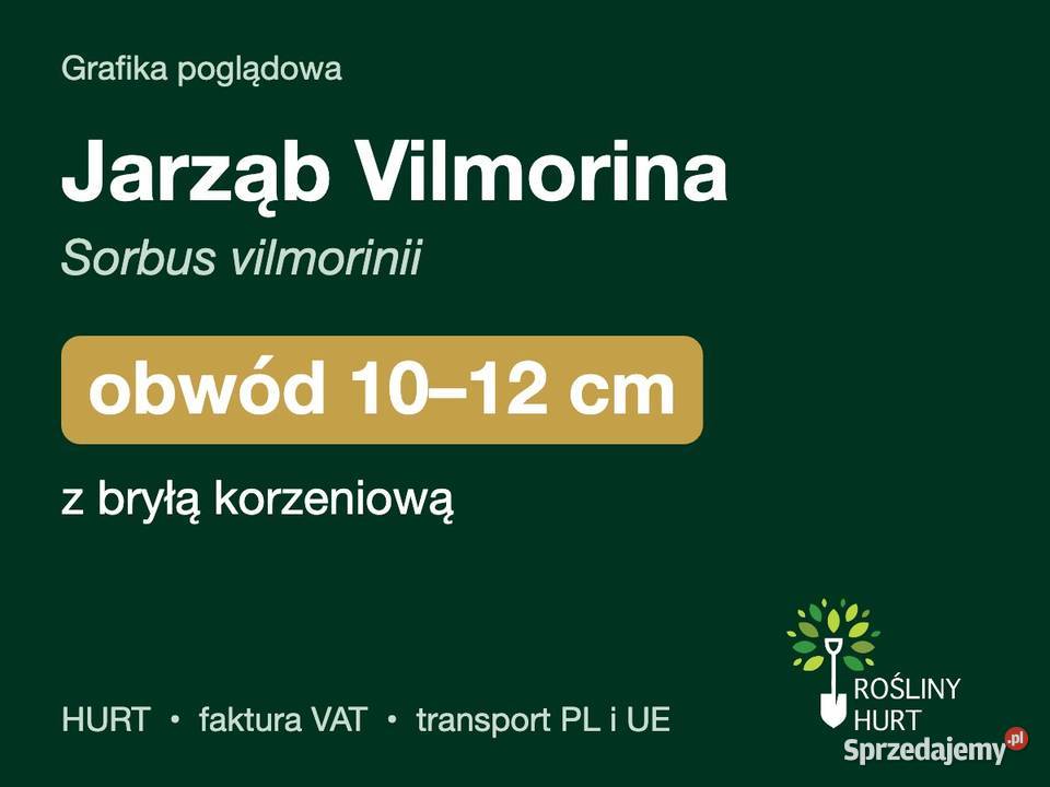Jarząb Vilmorina Sorbus vilmorinii obwód 1012 z