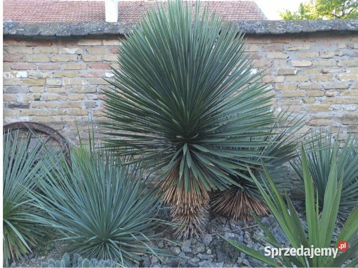 Yucca mrozoodporna juka tworząca pień hybrydy Chrzanów sprzedam