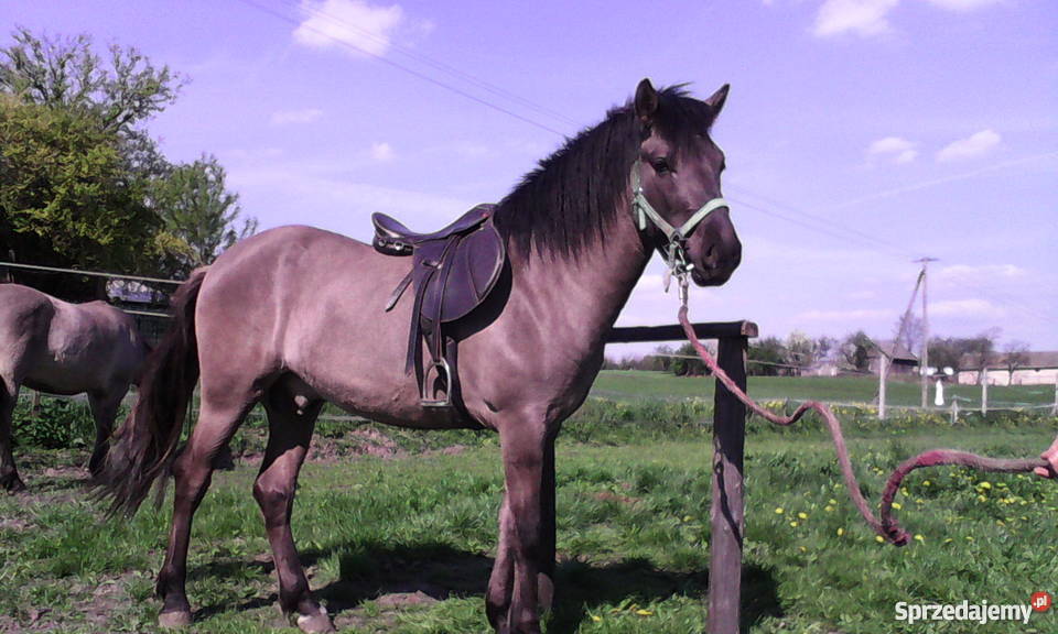 Koń Ogier Konik Polski