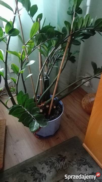 Duży kwiat doniczkowy Zamia odcienie zieleni świętokrzyskie