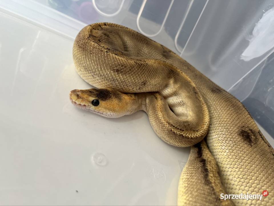 Pytony królewski samice młode i podrostki Pszczyna